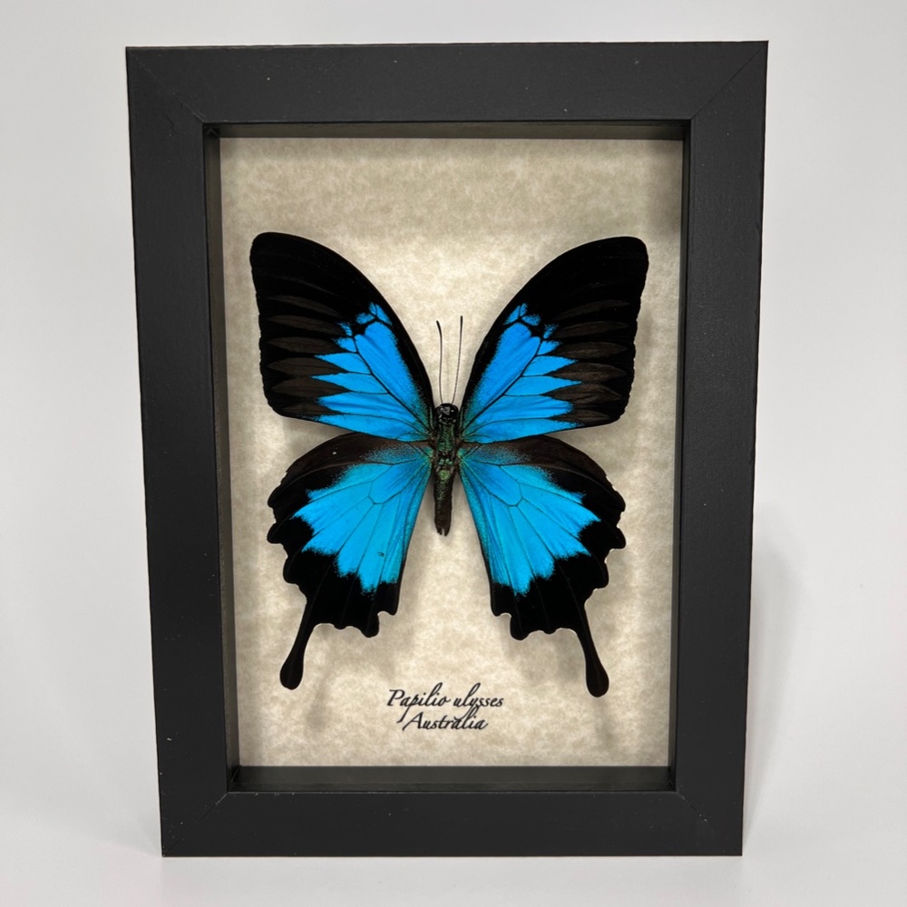 COPY - 5x7 framed exotic Papilio ulysses 🦋